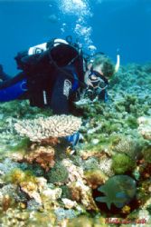 Diver tickling a clown and his anemone at the Abrolhos Is... by Natasha Tate 